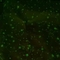 35gsm Crinkle ткани нейлона ткани 100 Taslon нейлона сплетенные тафтой светящие